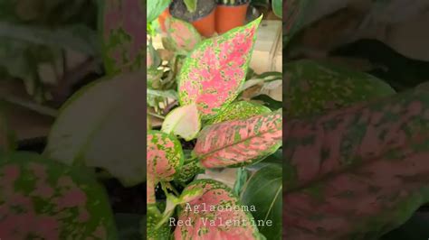 Aglaonema Red Valentine YouTube