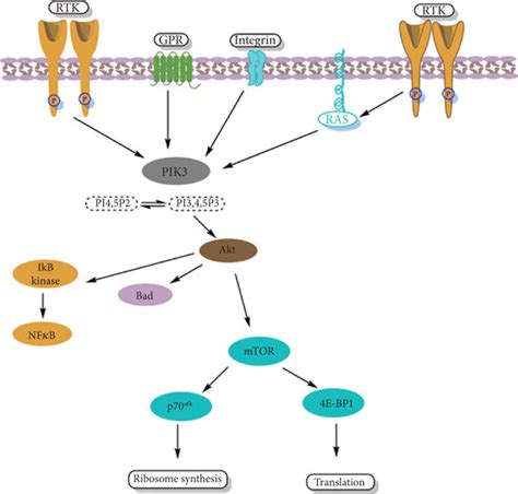 Sensitive Rapamycin Signaling Pathways And Route For Inhibition Of The Download Scientific