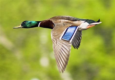 Ducks Flying Wallpaper - WallpaperSafari