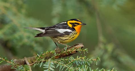 Warblers In Quebec Id Song Season Guide