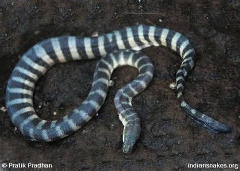 Hook-Nosed Sea Snake | Indiansnakes.org