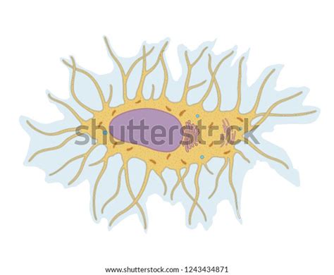 Osteocyte Structure Bone Cell Diagram Stock Illustration 1243434871 ...