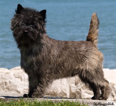 Grooming your Cairn Terrier