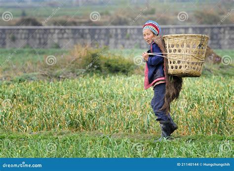 Chinese Farmer Works In A Rice Field Editorial Stock Image - Image ...