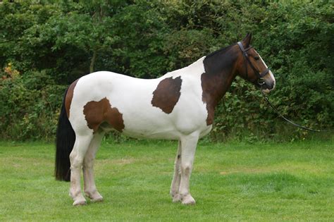 Cob Horse Guide: Breeds, Characteristics, Health & Nutrition | Mad Barn