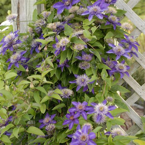 Clematis Multi-Blue - Buy Clematis Perennials Online