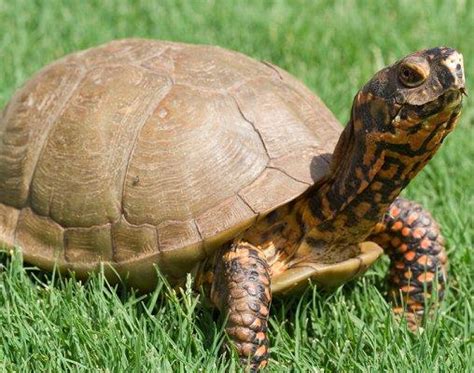 Pictures of Box Turtles [Slideshow]