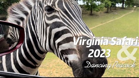 Virginia Safari Park Quick Tour Drive Thru Virginia Safari Tour Youtube