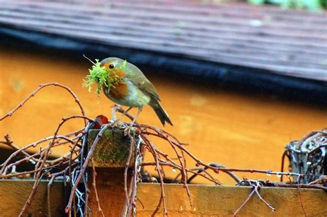 Petit Petit L Oiseau Fait Son Nid Le R Veil Du