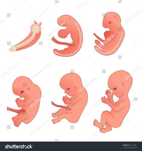 Stages Human Embryonic Development ⬇ Vector Image By © Macrovector 617