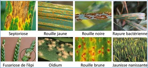 Figure From Bases Mol Culaires De La Sensibilit Du Bl Tendre