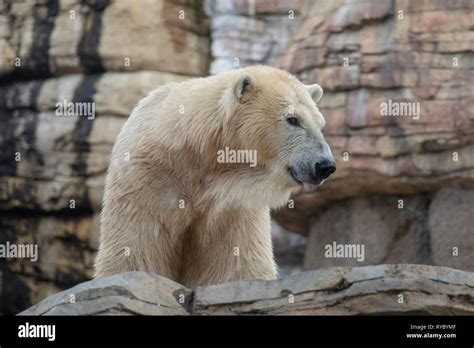 Polar Bear - San Diego Zoo Stock Photo - Alamy