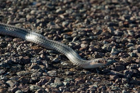 Big Bend Patch Nosed Snake Reptiles Of Fort Bowie NHS INaturalist