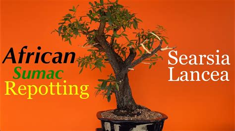 Bonsai Searsia Lancea African Sumac Create A Bonsai From Nursery