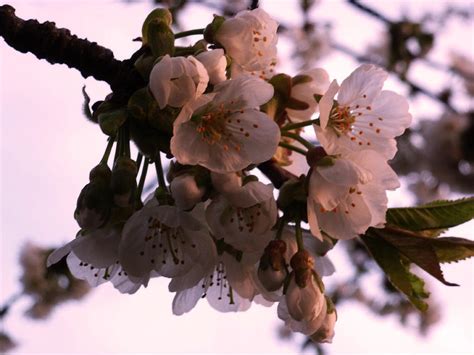 Sunset cherry blossoms Photograph by Christine Burdine - Pixels