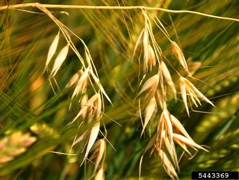 Wild Oat Avena Fatua