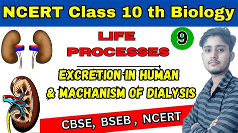 Excretion In Human Beings Life Processes Class Chapter Science