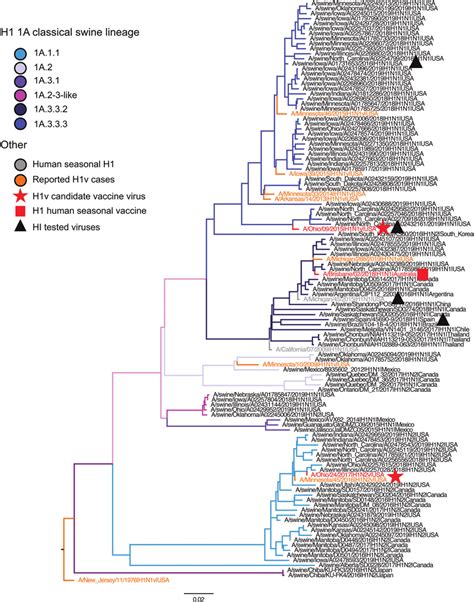 H1 And H3 Influenza A Virus Hemagglutinin Phylogenetic Lineages Of