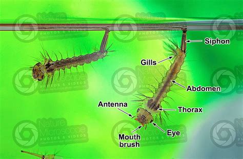 Culex pipiens. Common house mosquito. Larva - Development of Culex ...