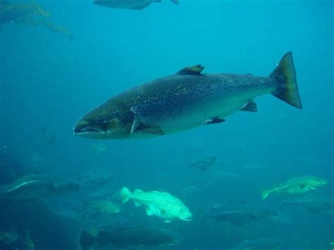 Atlantic Salmon Salmo Salar Irelands Wildlife