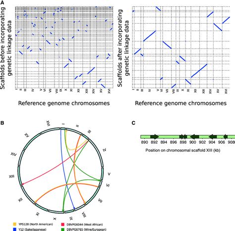 Yeast Genome Structures Revealed By De Novo Assemblies Augmented By