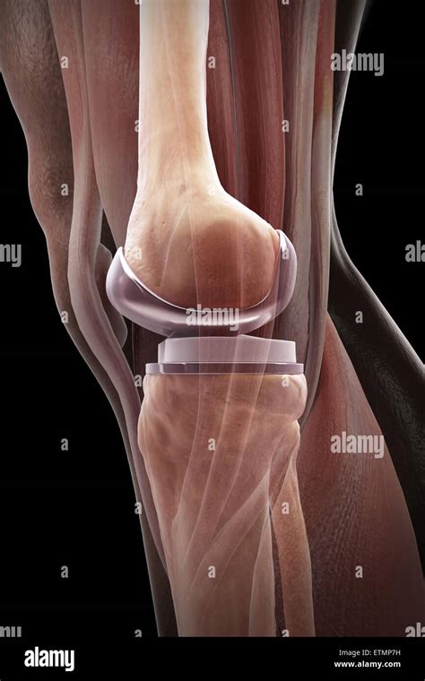 Tibialis Anterior Muscle Hi Res Stock Photography And Images Alamy