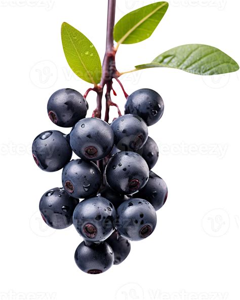 Fresh aronia berries isolated on transparent background 27143648 PNG