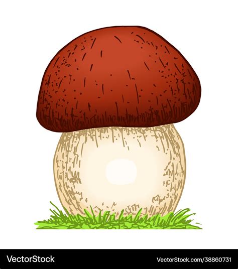 Mushroom Boletus Hand Drawn Royalty Free Vector Image