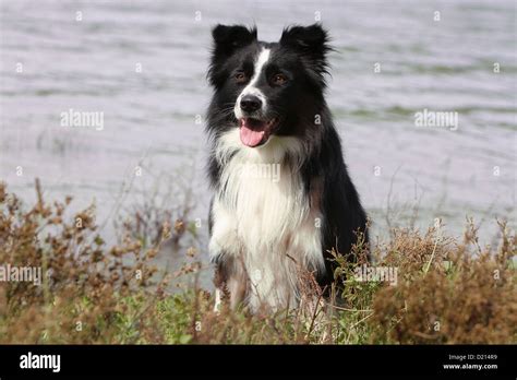 Perro Border Collie Blanco Y Negro Adulto Sentado En El Borde De Un