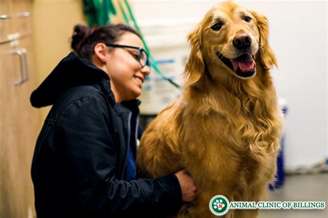 Pet Grooming And Boarding Animal Clinic Of Billings Billings Mt