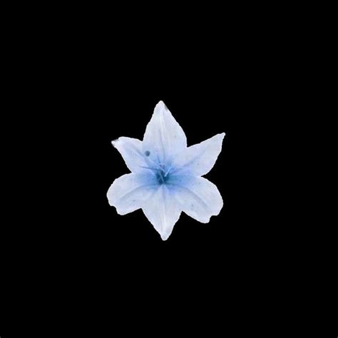 xingqiu layout ⁎⁺˳ | Black and blue wallpaper, Flower backround, Flower aesthetic