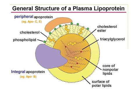 Lipoproteins Metabolism Of Chylomicrons Plasma Cholesterol Lipotropic Factors And Fatty Liver