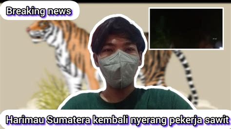 Kronologi Harimau Di Sumatra Informasi Youtube