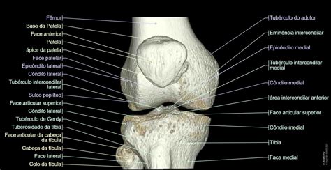 Joelho Irm Atlas Da Anatomia Em Imagens Médicas E Anatomy