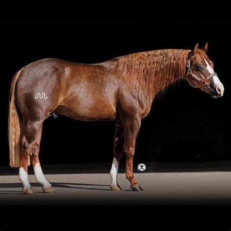 Ten Thirty – Stallion Register Directory