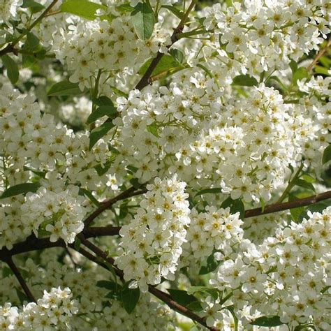 Bird Cherry Hedge Plants Plants Hedging Plants Hedges