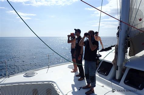 Suivi La Voile De La M Gafaune Marine Du Talus De La Mer Celtique Mer