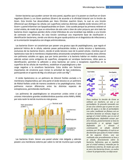 Solution Microbiologia Bacterias Studypool