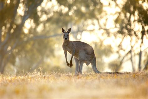 Facts You Should Know About Aboriginal Australian And Torres Strait