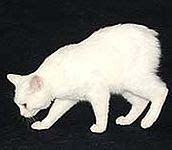 Manx Cats, Manx Kittens, and Manx cat breeders at CatsForYou.com