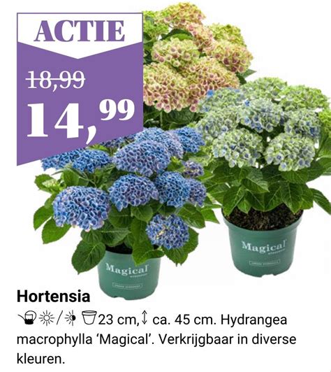 Hortensia Aanbieding Bij Tuincentrum Osdorp