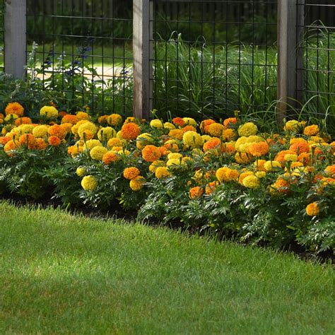 Marigold Plant In Pot