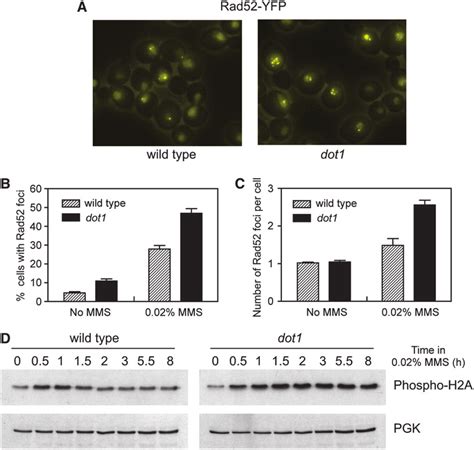 Mms Induced Rad Foci Formation And Histone H As Phosphorylation