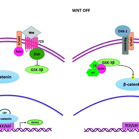 Pdf Micrornas Modulate Signaling Pathways In Osteogenic