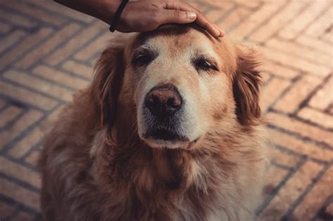 Trucchi Per Superare La Tristezza Dell Eutanasia Del Tuo Cane Studio Deva