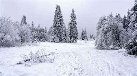 Spuren Eines Braunb Ren In Oberbayern Landrat Fordert Konsequenzen