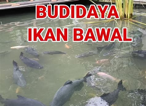 Tips Bisnis Budidaya Ikan Bawal Yang Menguntungkan