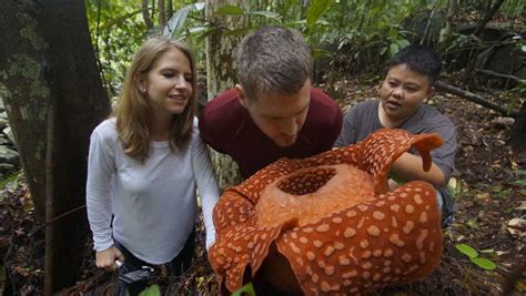 15 Mind-Blowing Facts About Rafflesia That Are Barely Known