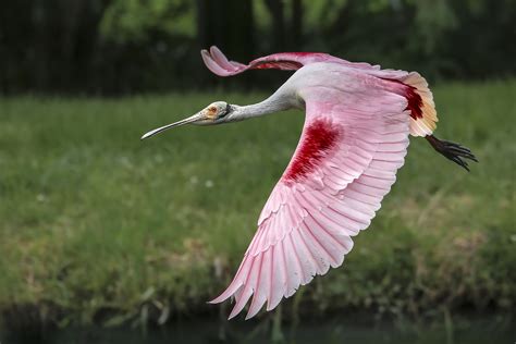 Think Pink Roseate Spoonbill Platalea Ajaja Located Flickr