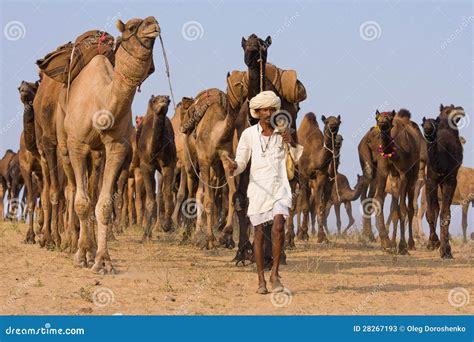 Pushkar Camel Mela (Pushkar Camel Fair) Editorial Stock Photo - Image ...